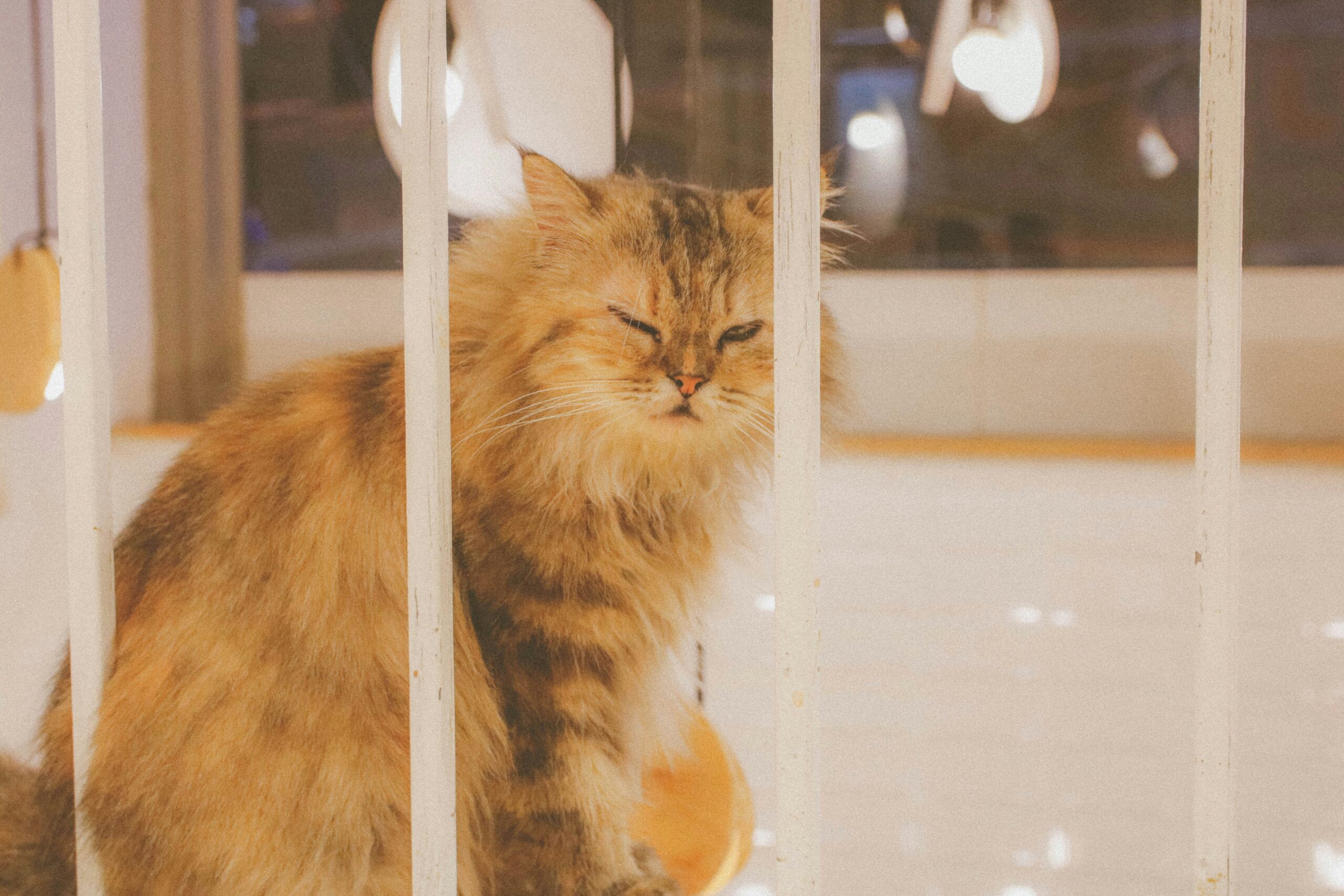 A broken glass toy next to curious kitten paws.