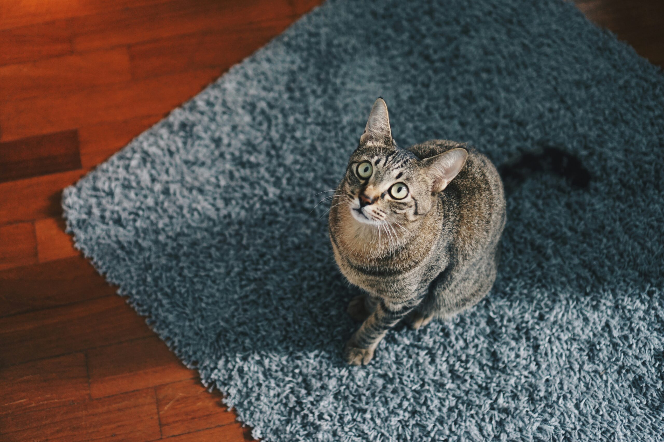 A cat playing with a glass ball toy on a wooden floor