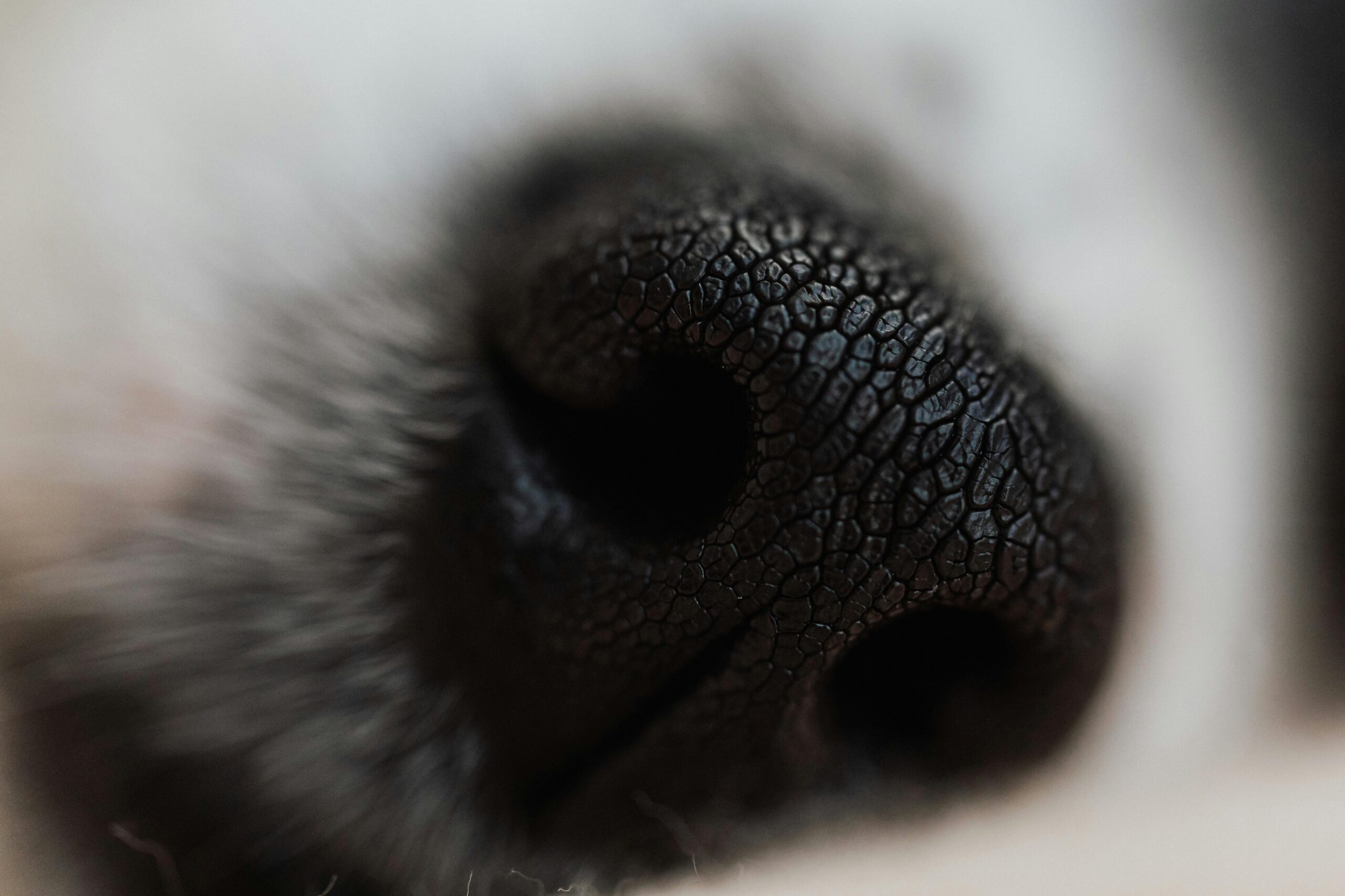 A close-up image showing visible dirt marks on a glass pet toy after usage.