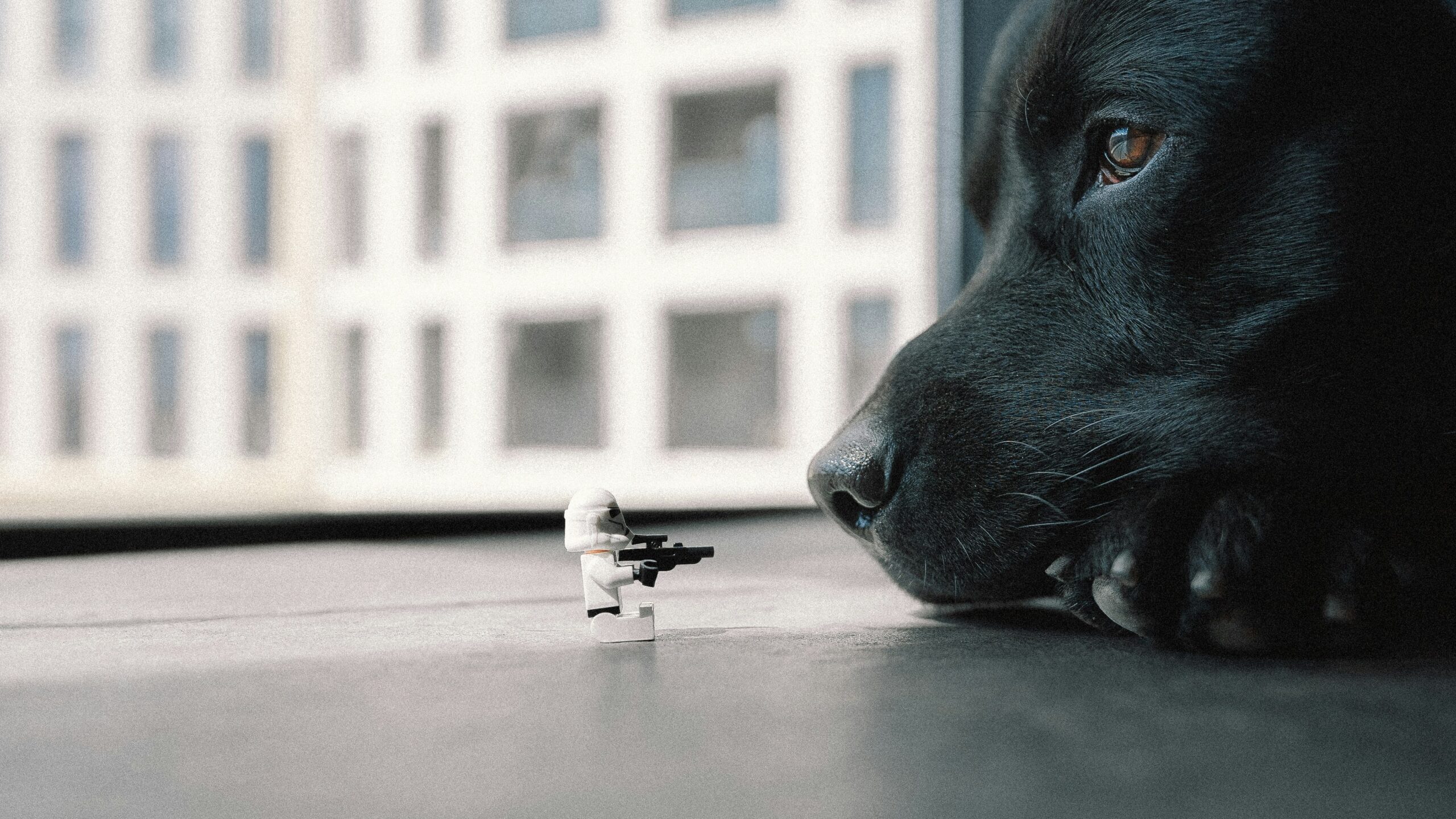 A cracked glass toy sitting beside a happy dog