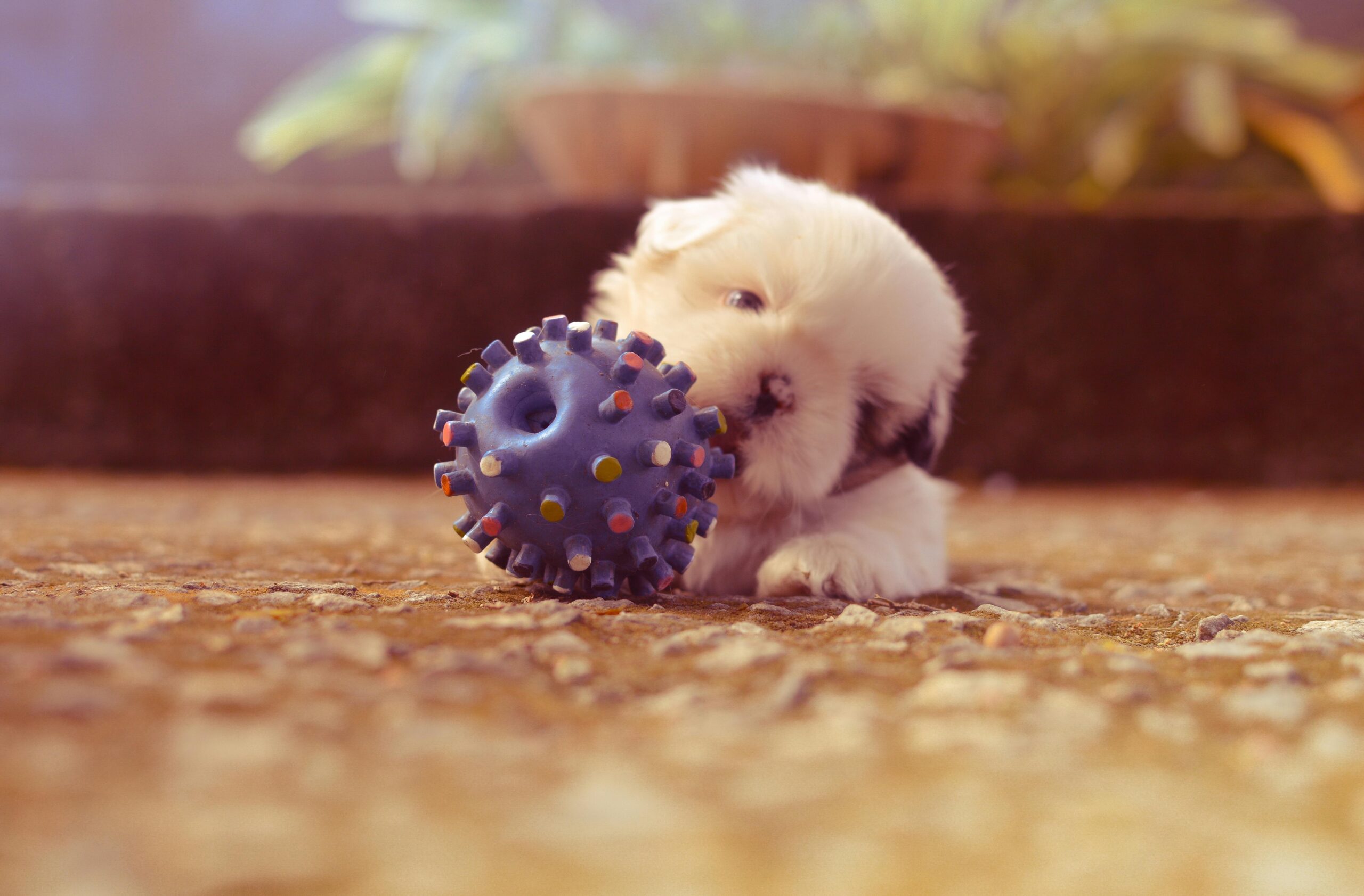 A dog scratching the floor with traditional rubber toy.