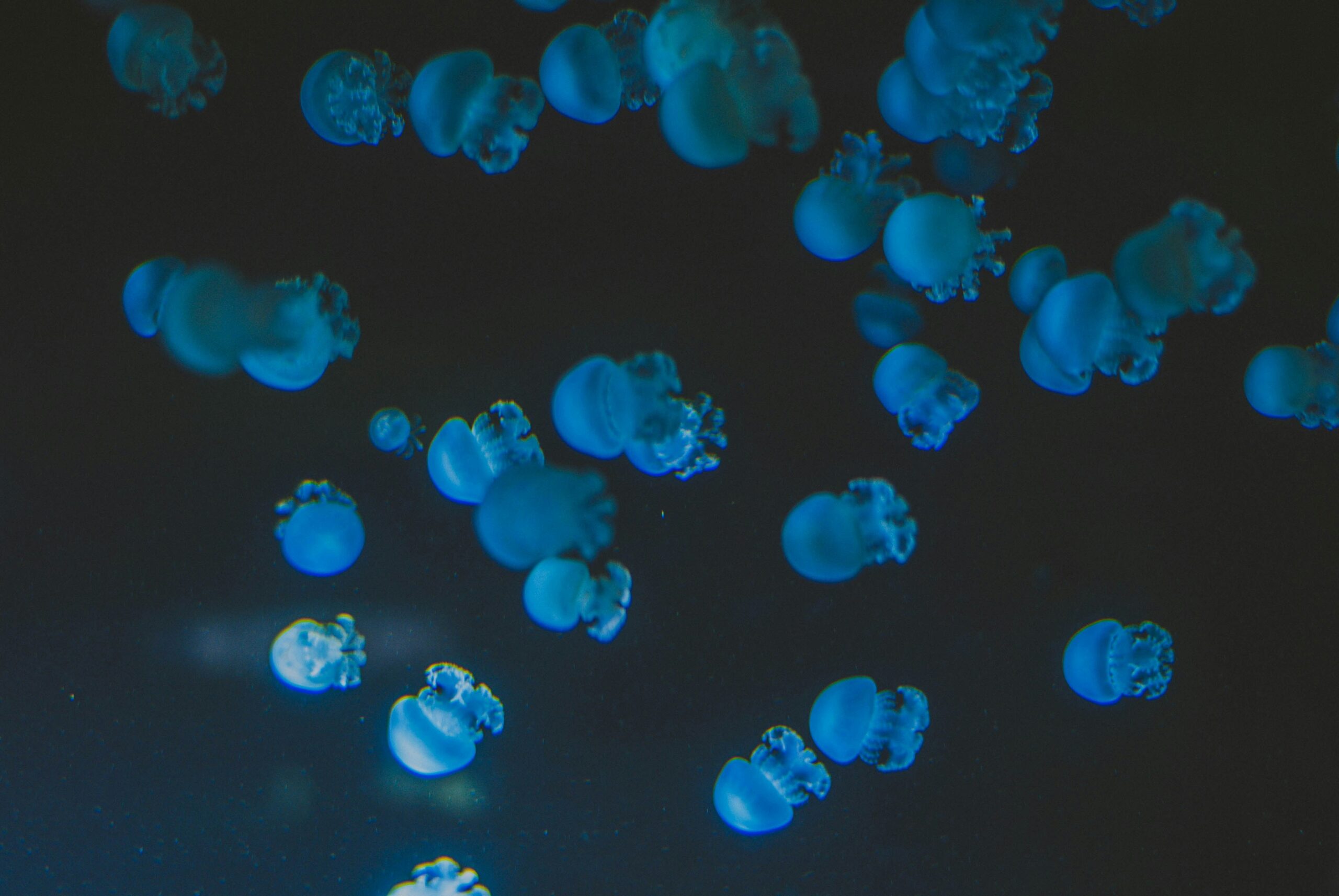 A magnified view showing bacteria colonies on an uncleaned glass toy.