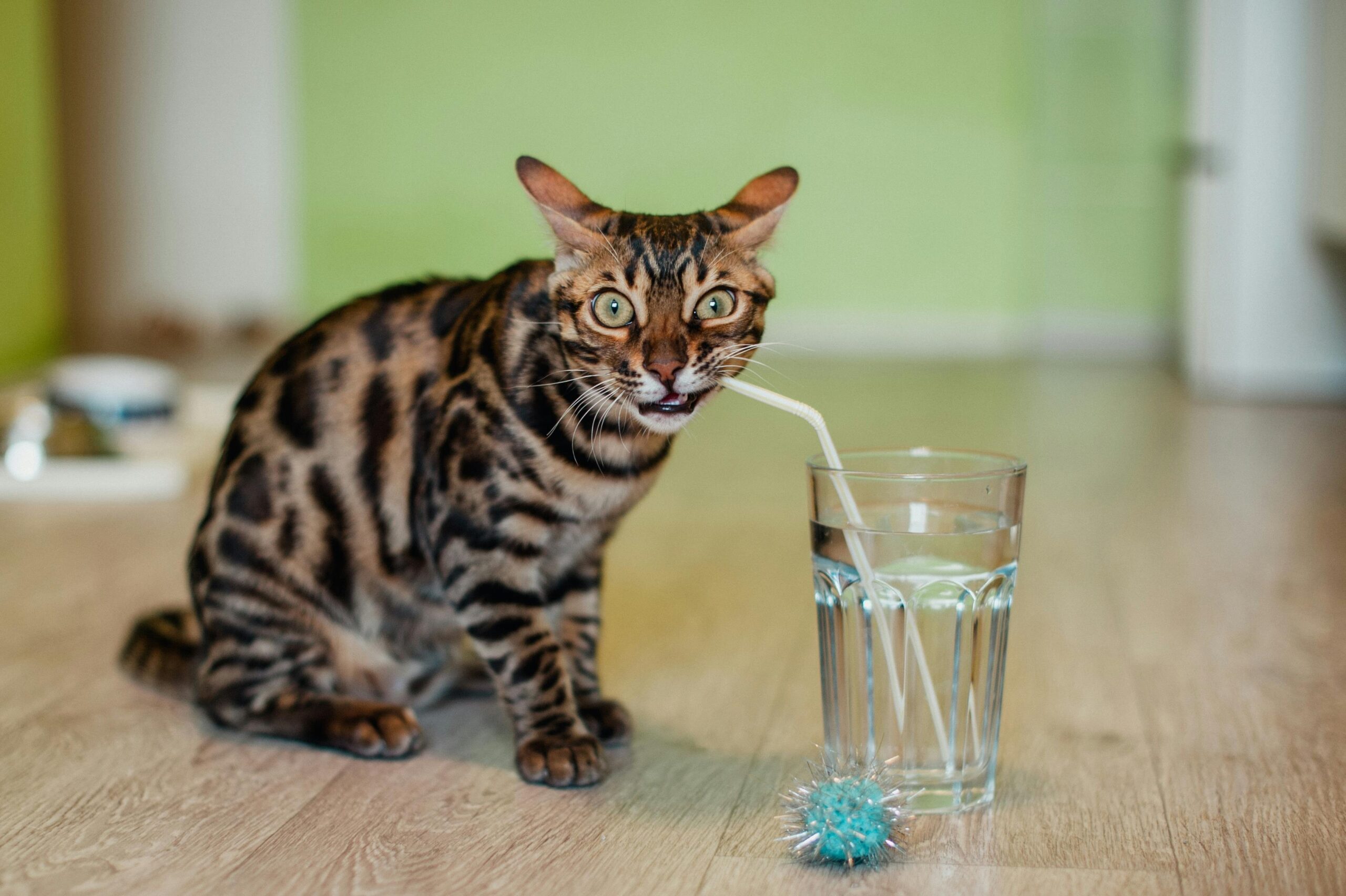 A tabby cat batting a colorful glass ball across a living room floor