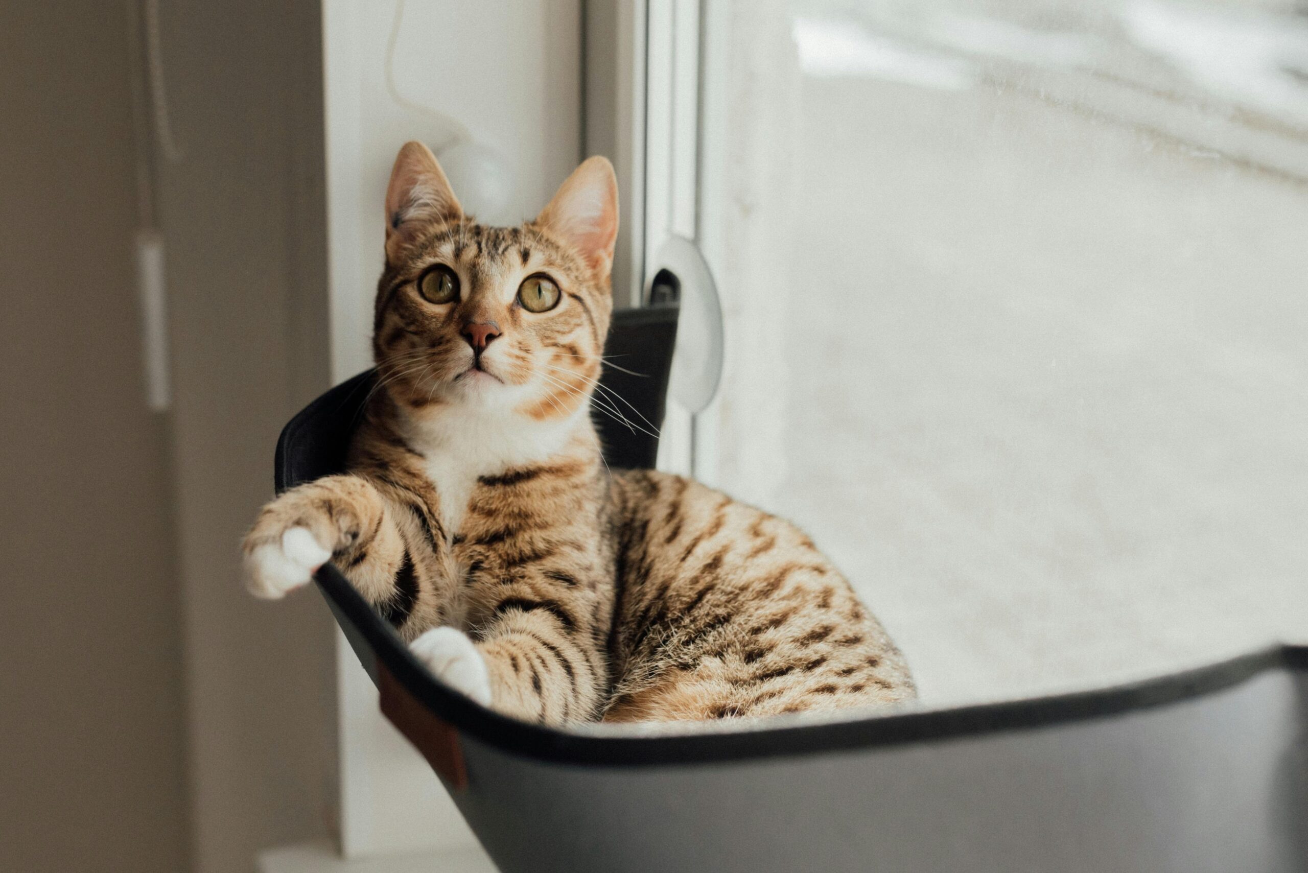 A tabby cat pawing at a spinning glass spinner while a bulldog watches