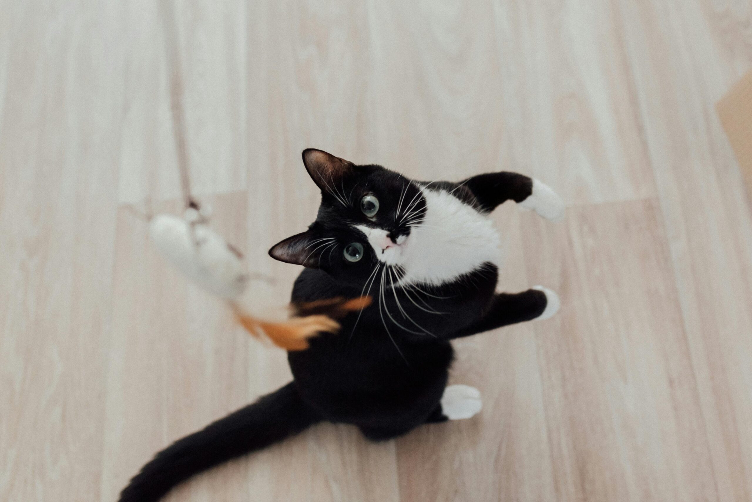 cluttered pet toys scattered across a living room floor