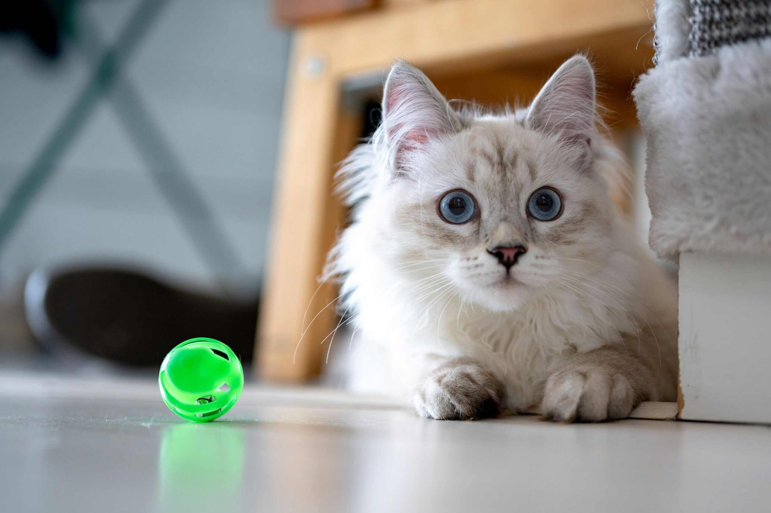 Flowchart guiding users through selecting safe pet toys