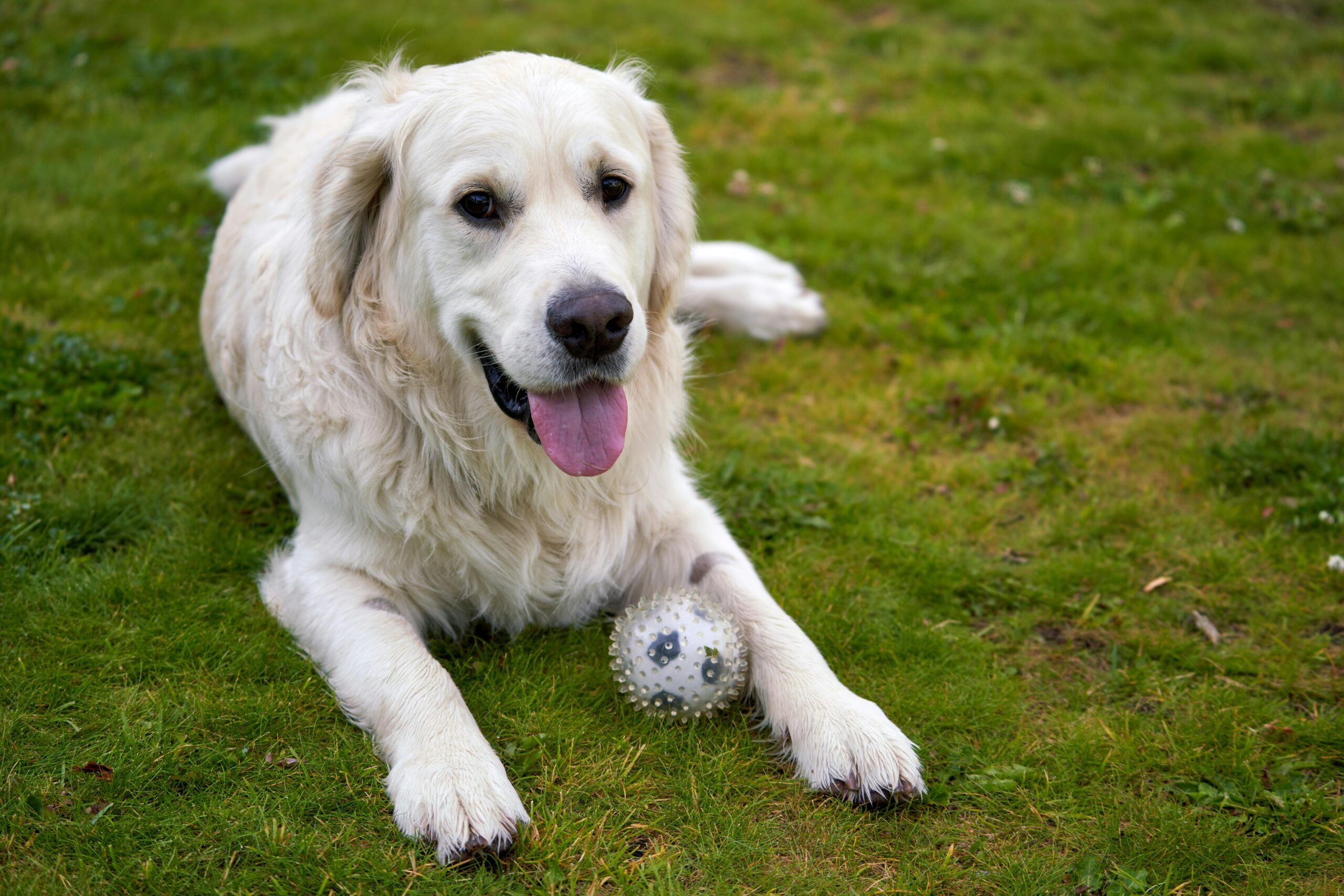 Golden retriever playing with a ToughGlass toy