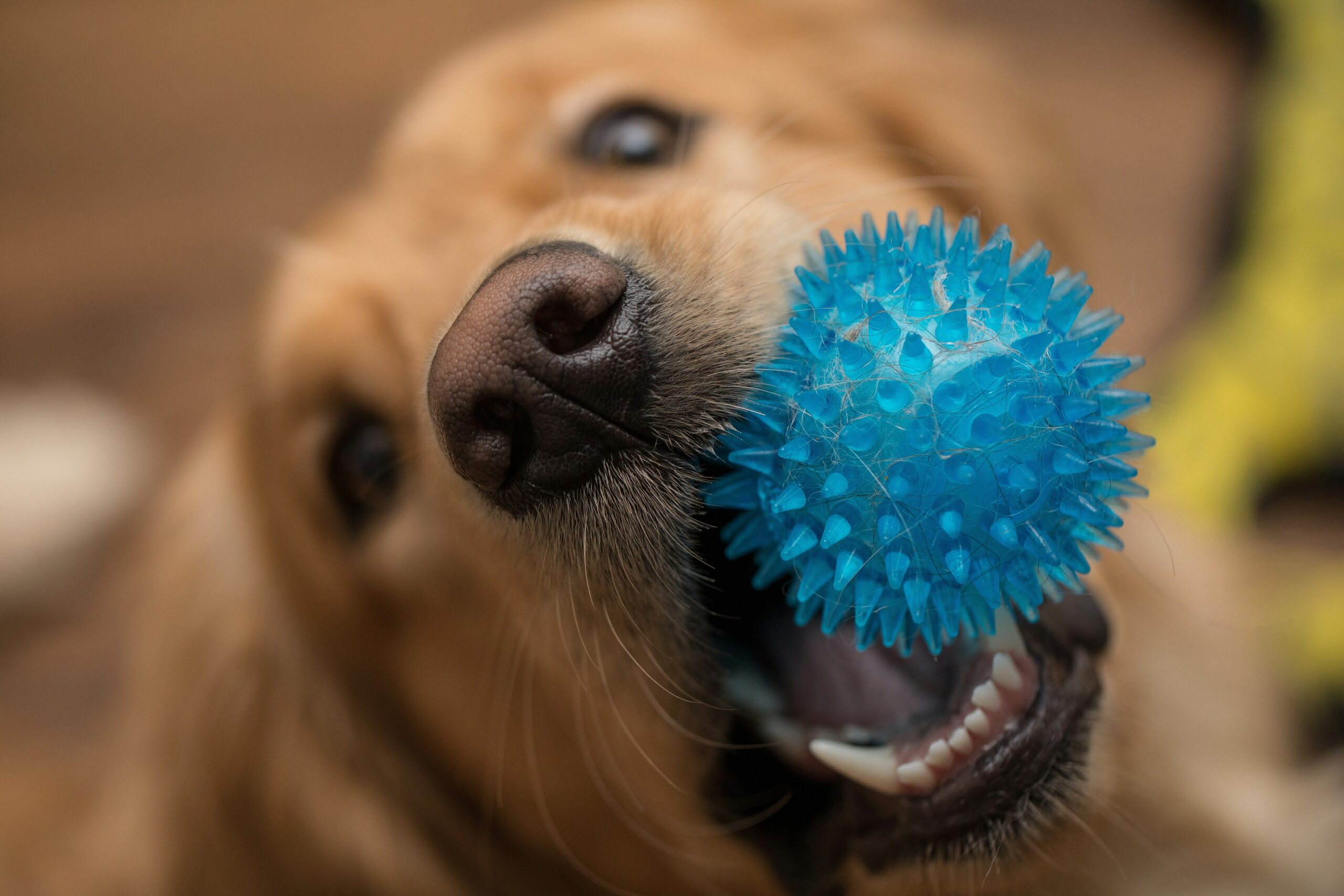Happy dog playing with shiny, newly cleaned glass toys.