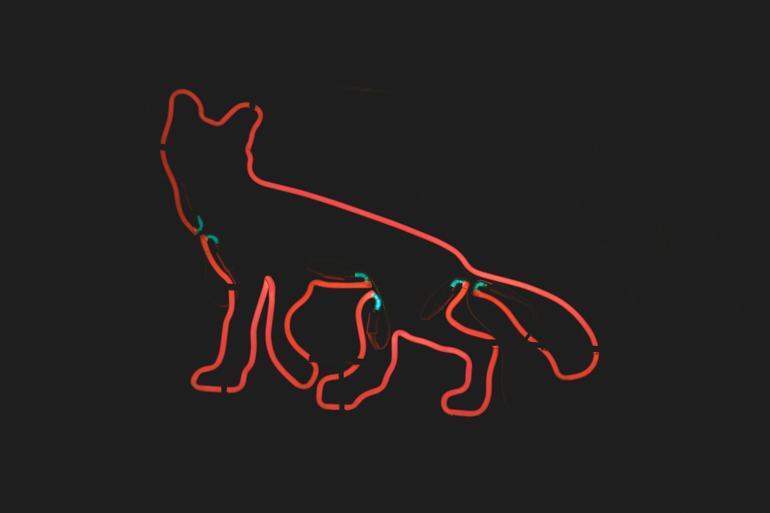 Illustration showing a playful haiku about pet toys.