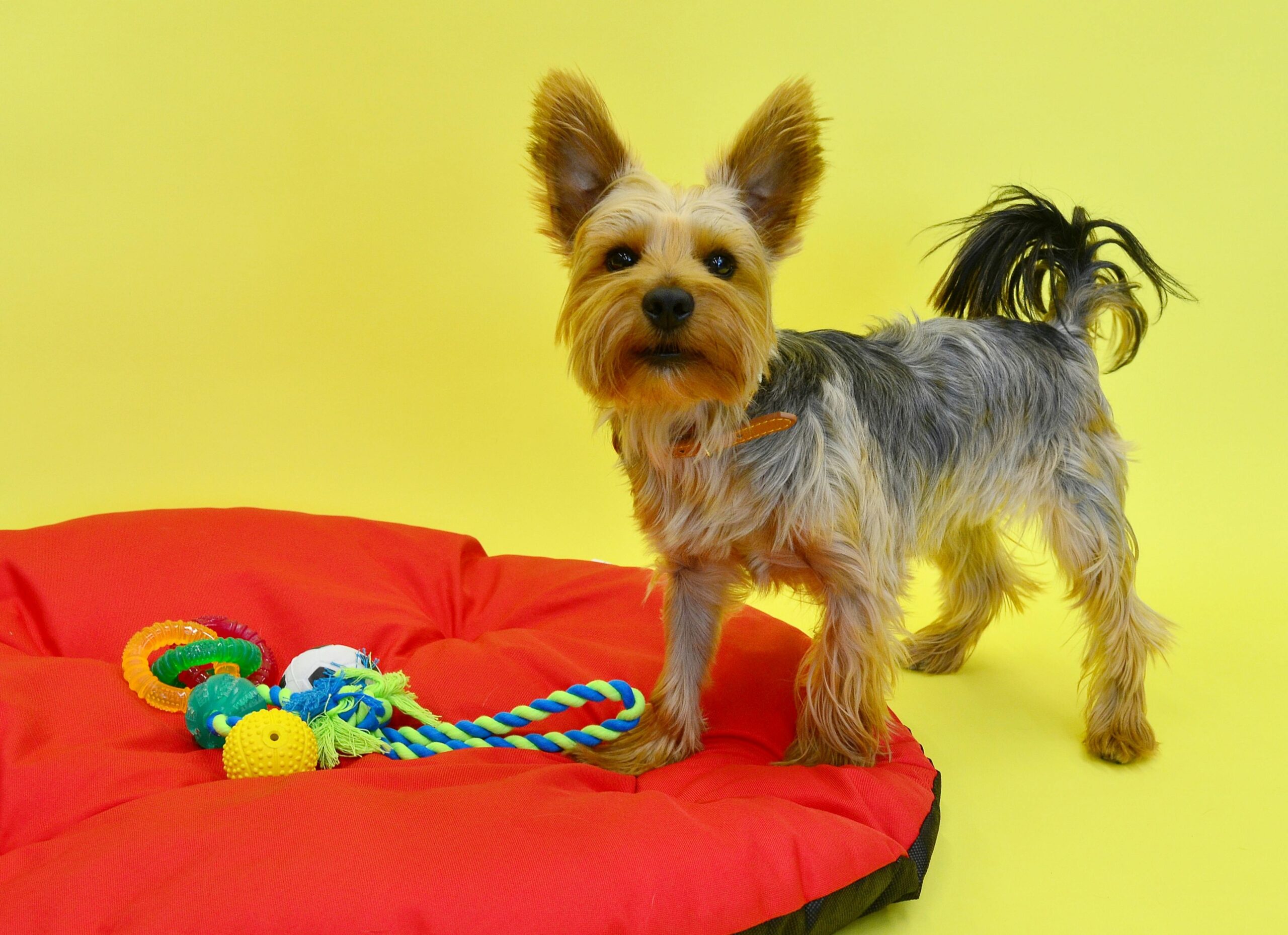 Infographic showing durability levels of different types of pet toys