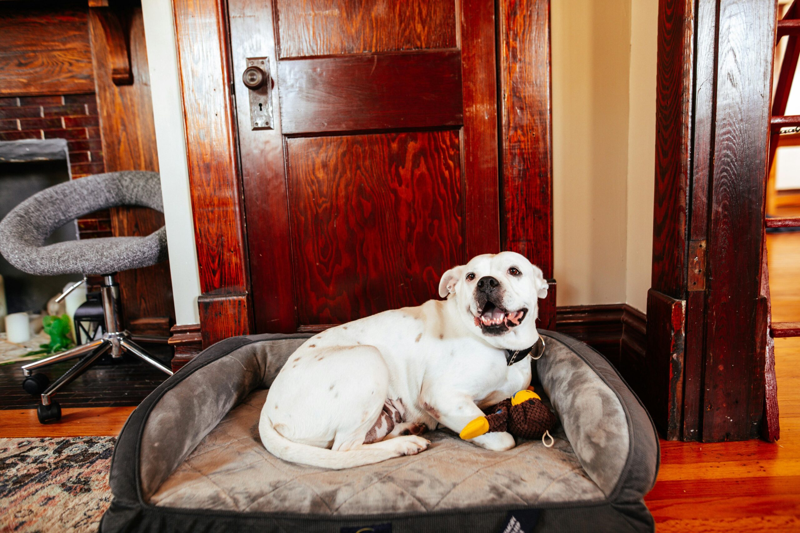 Traditional pet toys lying on a wooden floor