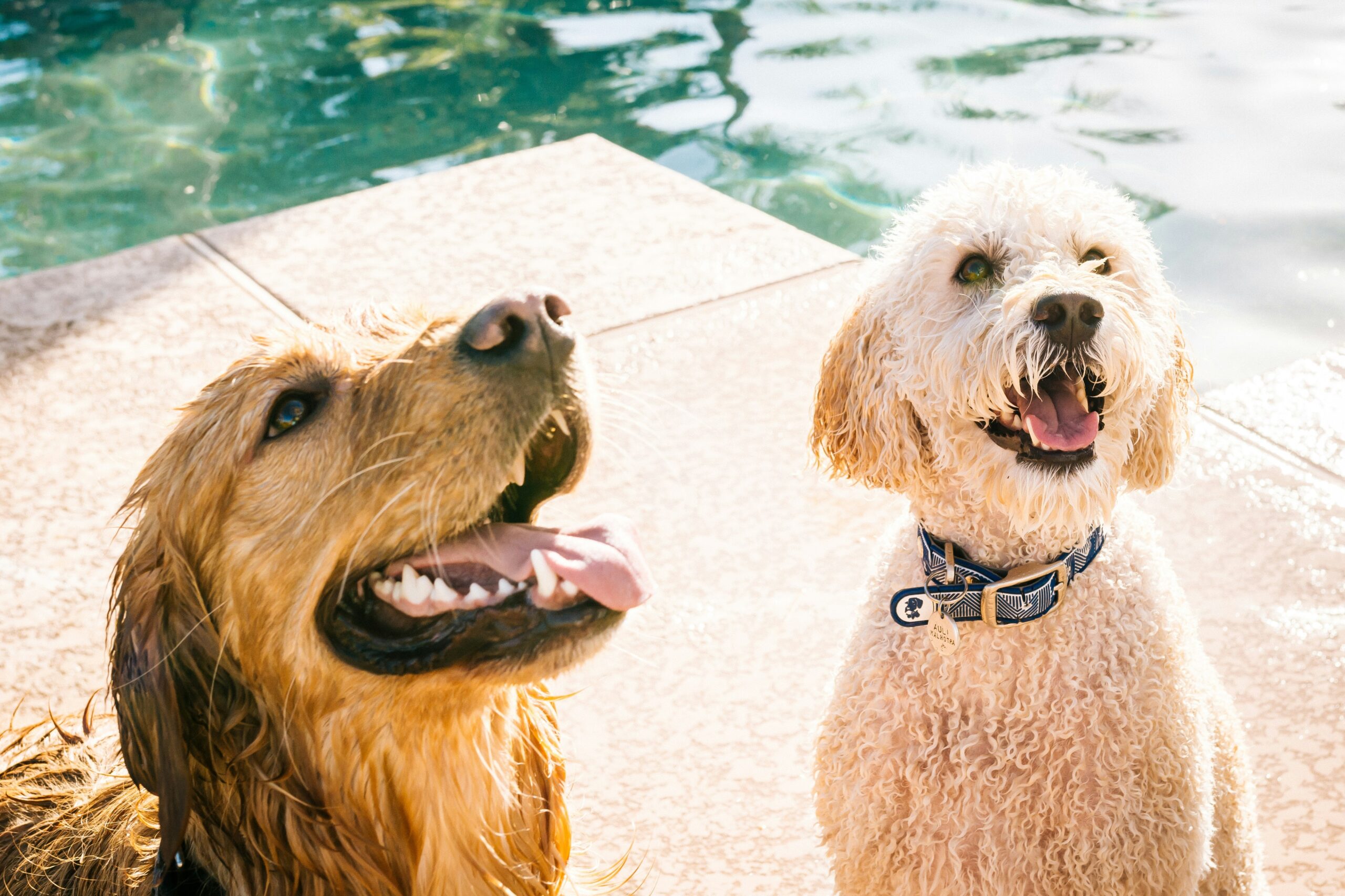 Two dogs happily playing with durable glass chew toys outdoors