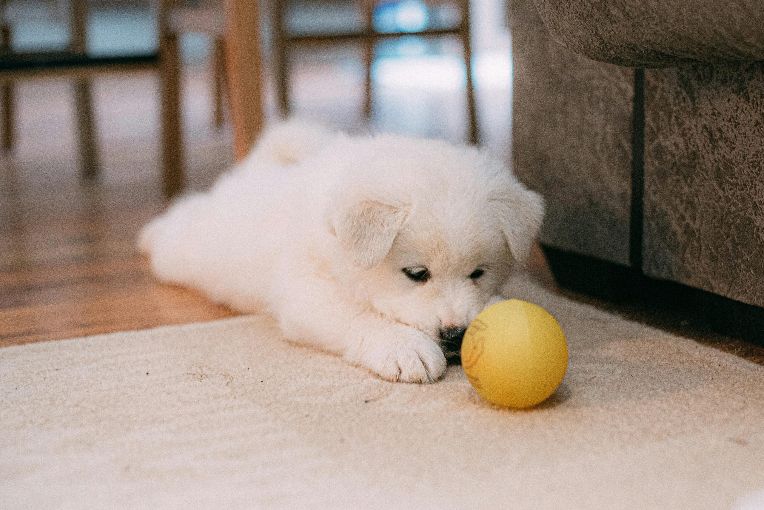 Wobbly plastic pet toy rolling across the floor