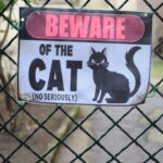 Glass Toy Hygiene: The Ultimate Guide to Keeping Your Pet's Playtime Safe