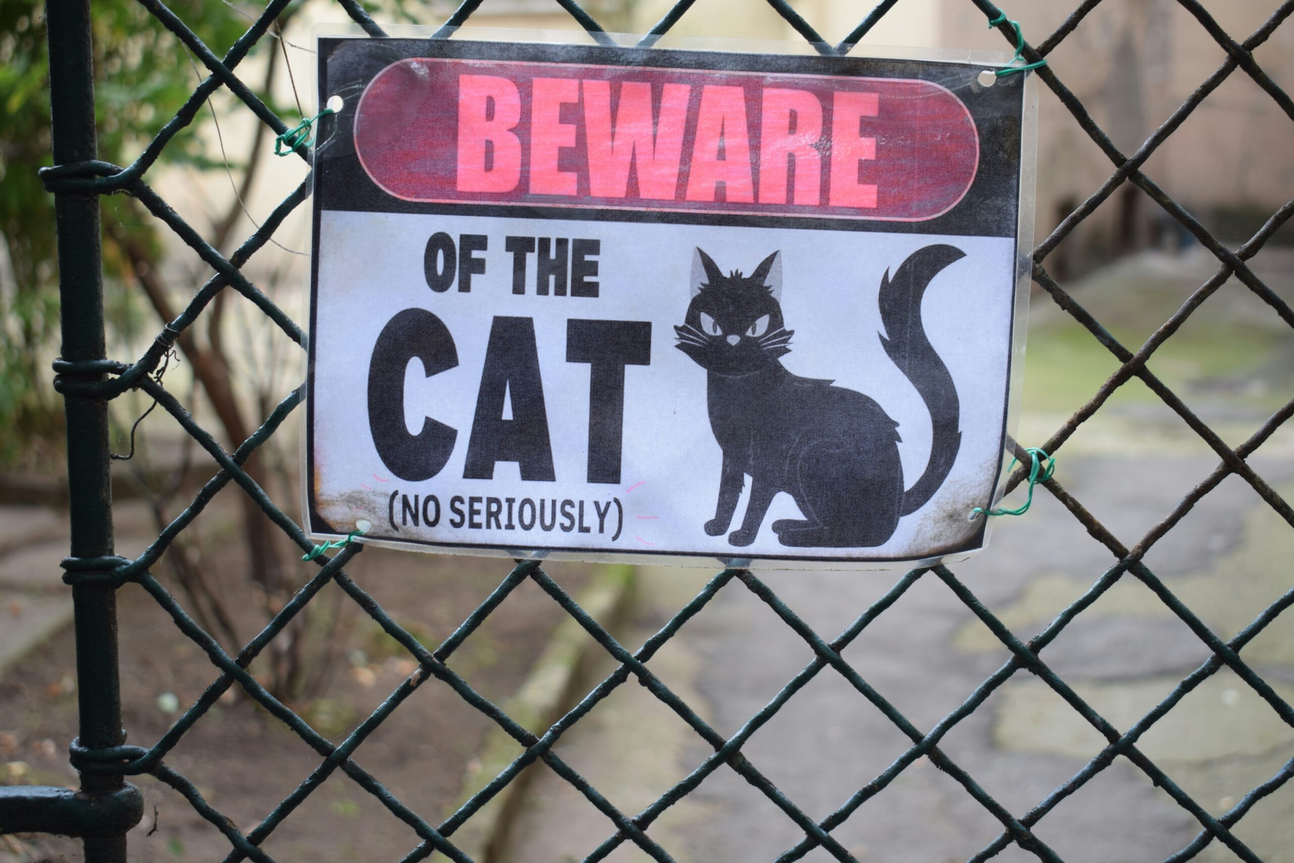 Glass Toy Hygiene: The Ultimate Guide to Keeping Your Pet's Playtime Safe