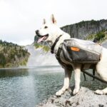 How to Master Glass Toy Break Resistance for Your Pet’s Safety