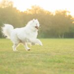 Modern Glass Toy Design: Elevate Your Pet's Playtime with Style and Safety