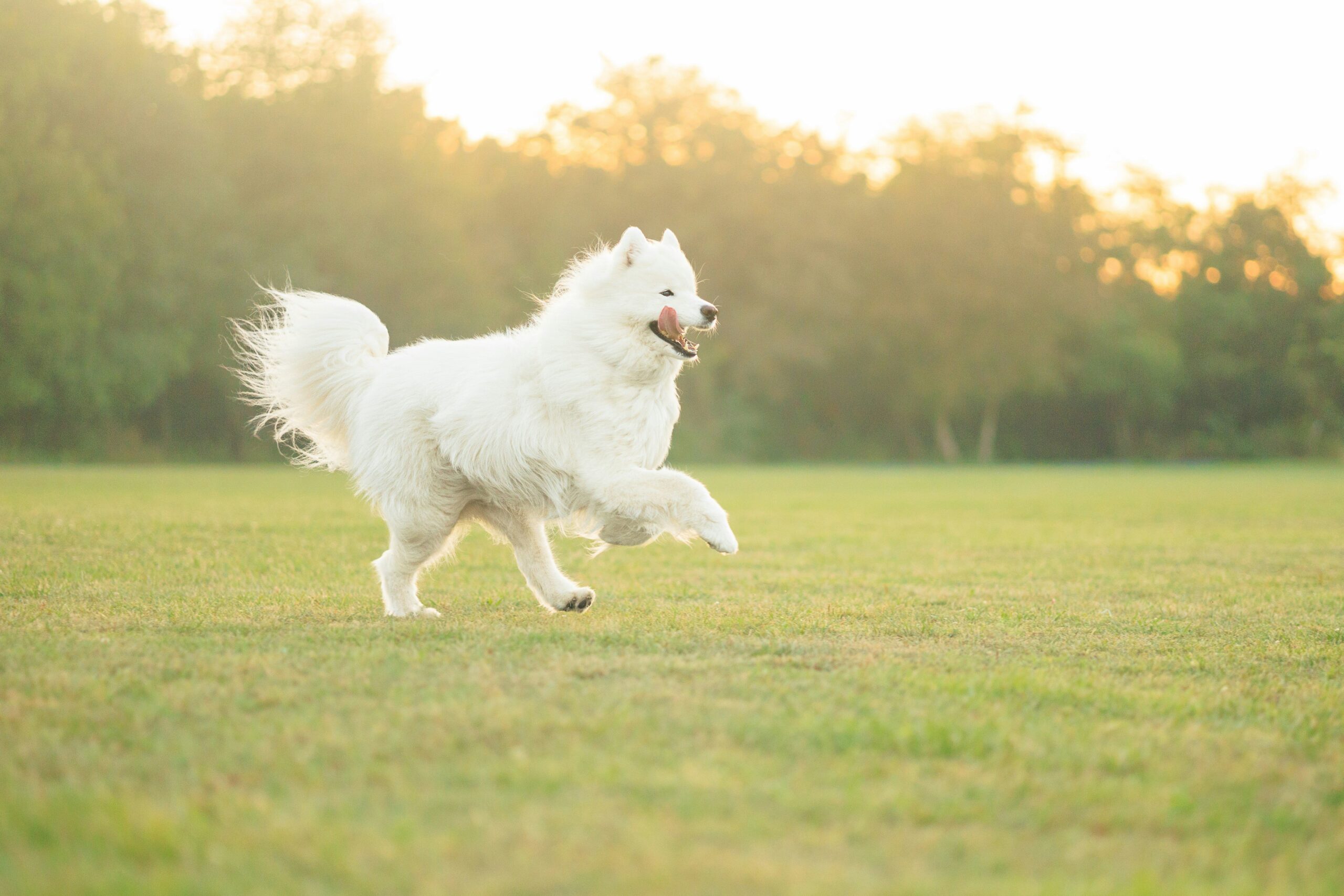 Modern Glass Toy Design: Elevate Your Pet's Playtime with Style and Safety