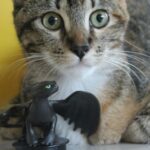 Ultimate Guide to Pet Toy Durability Rating: Why Glass Toys Are Game-Changers