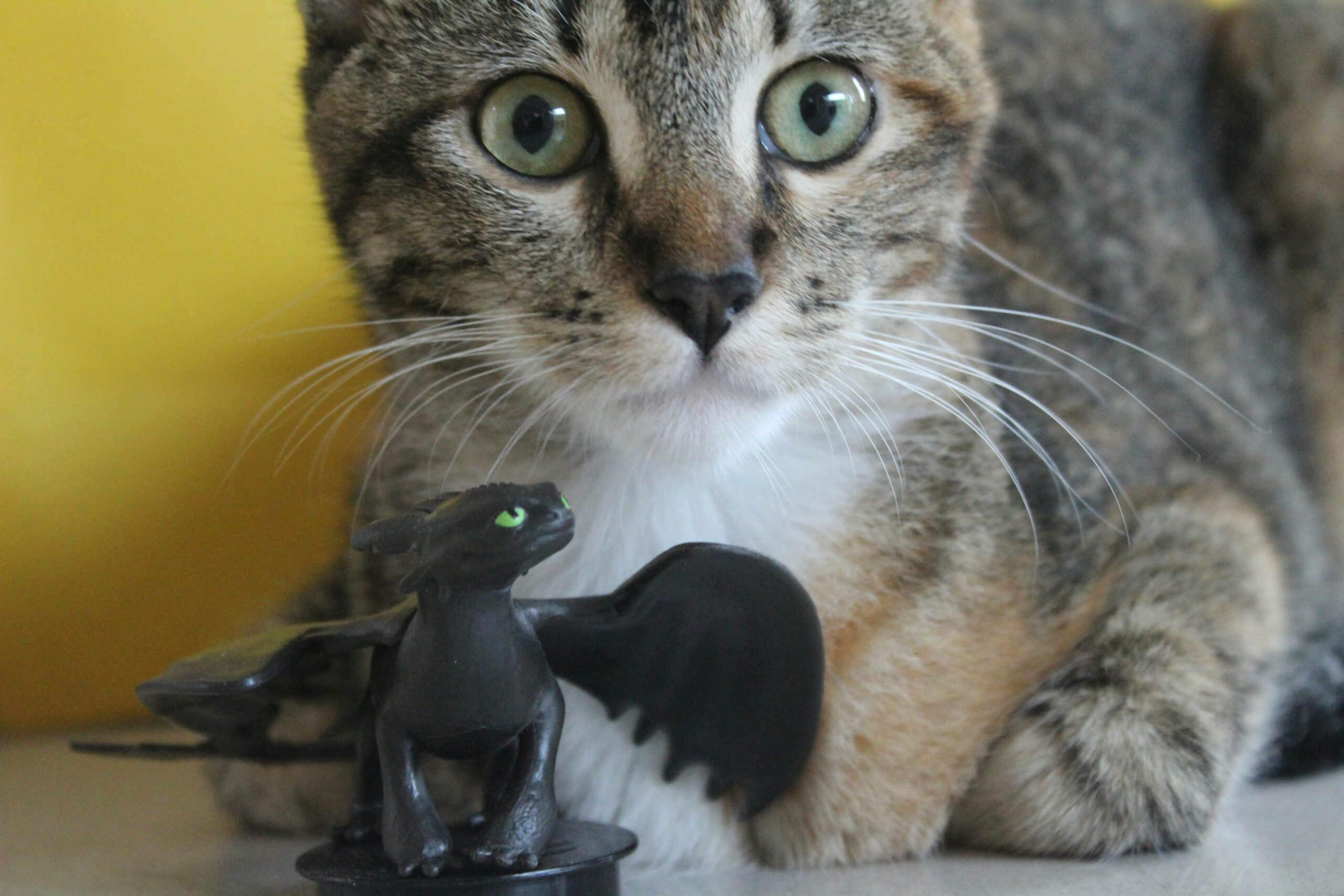 Ultimate Guide to Pet Toy Durability Rating: Why Glass Toys Are Game-Changers