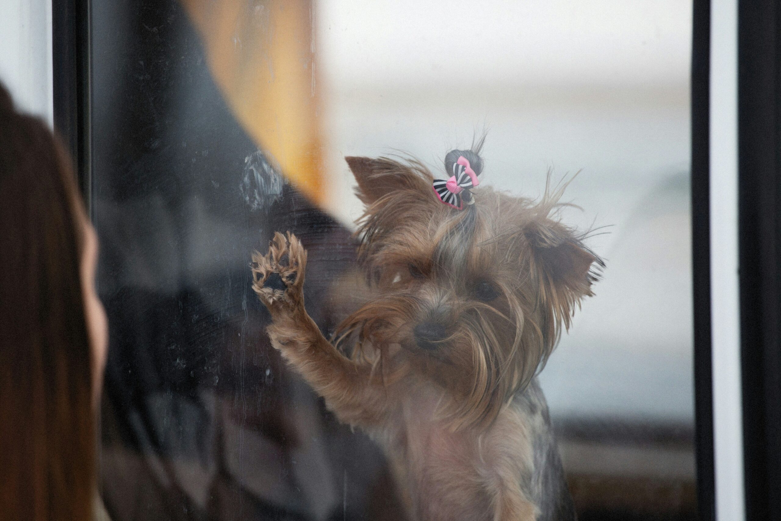 Why You Need a Pet Safe Glass Cleaner for Your Furry Friends (& How to Use It Right)