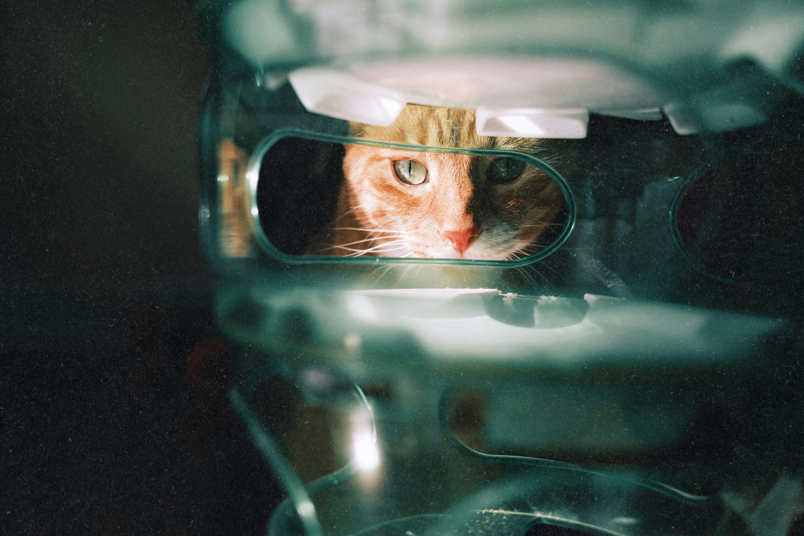 Why Your Pet Deserves the Best: The Ultimate Guide to Clean Glass Chew Toys