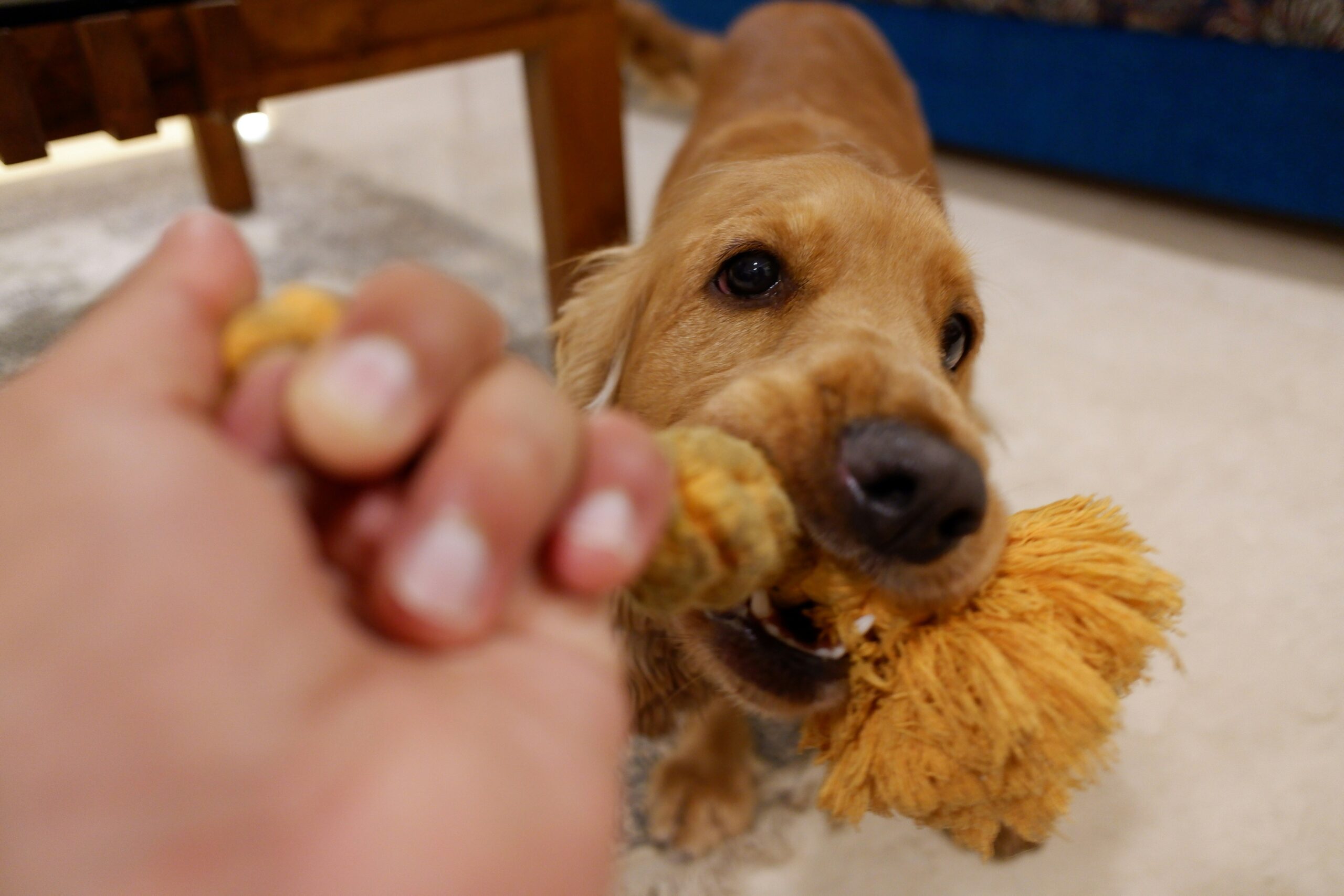 Why Your Pet Deserves the Best: Unleashing the Power of Durable Glass Pet Toys
