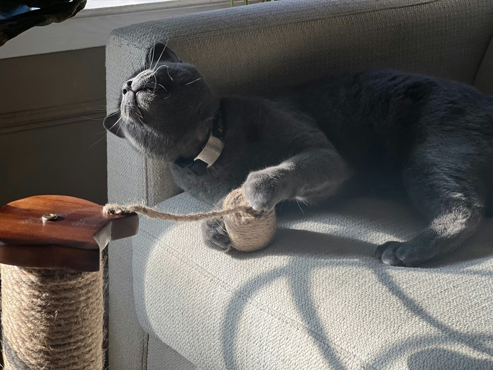 A beautiful clear glass ball pet toy sitting next to a cozy pet bed