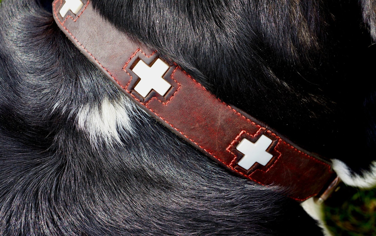 A close-up shot of a smooth glass mouse pet toy