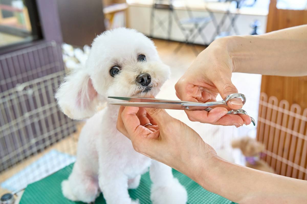 Close-up shot of someone hand-washing a colorful glass pet toy in soapy water.