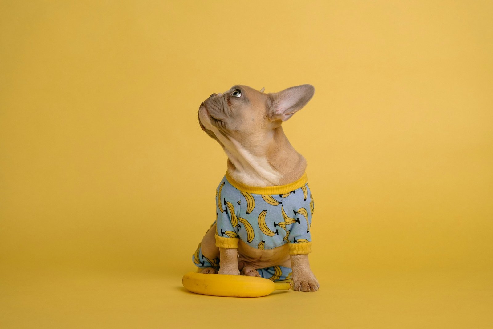 The Art of Elegant Glass Toy Craft: Elevate Your Pet's Playtime