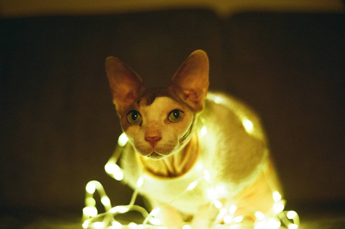 Why Glass Toy Visual Appeal Matters for Your Pet's Happiness (and Yours)