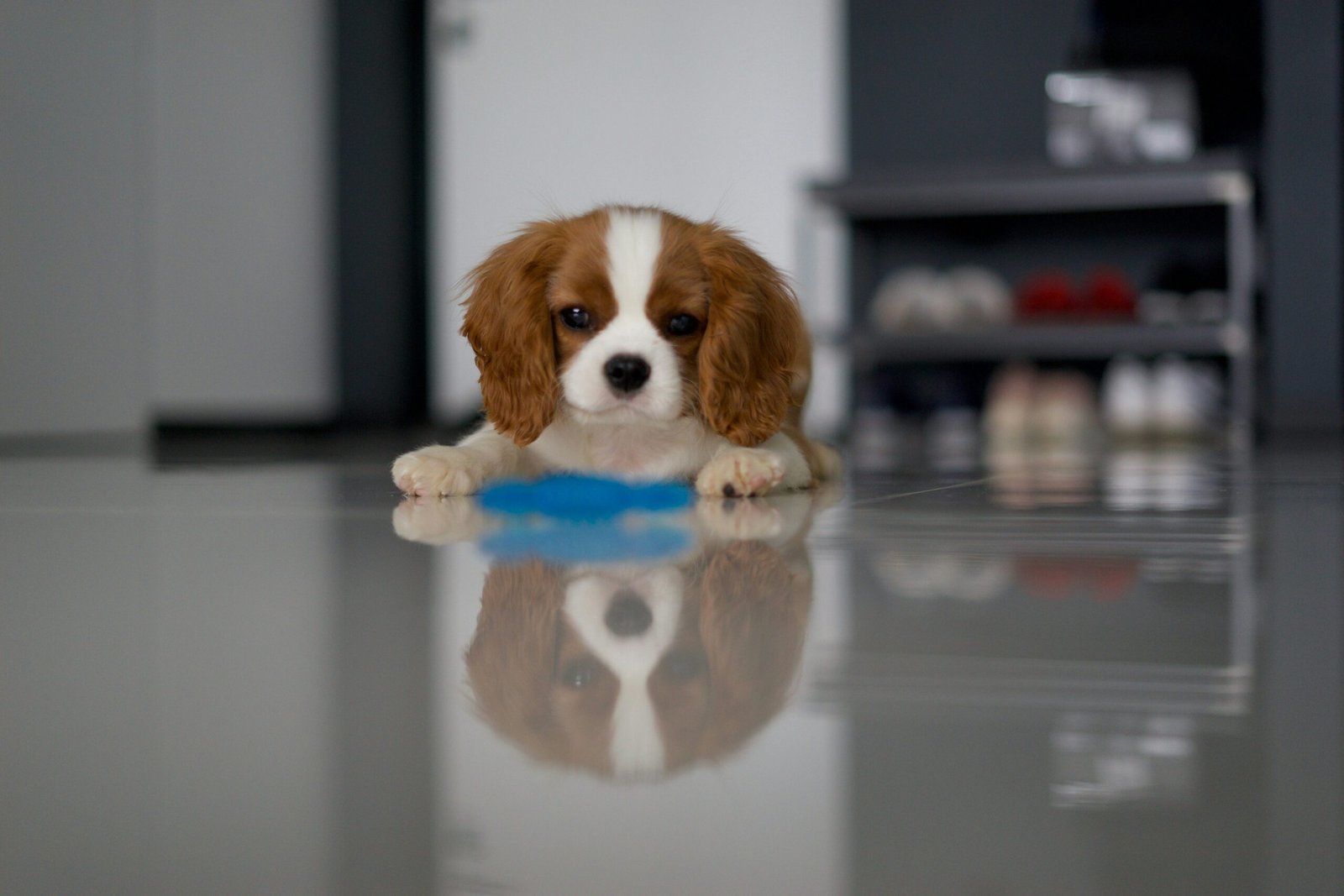 Why Stylish Glass Pet Toys Are a Game-Changer for Your Furry Friends