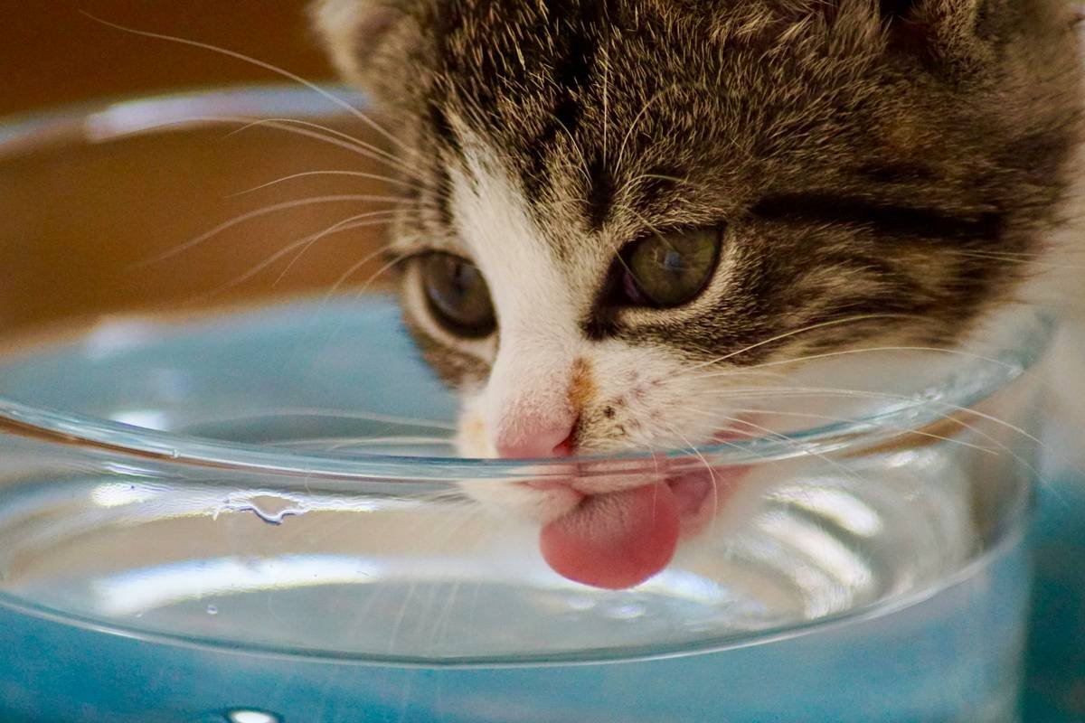 Why Your Furry Friend Deserves the Cleanest Glass Pet Accessory