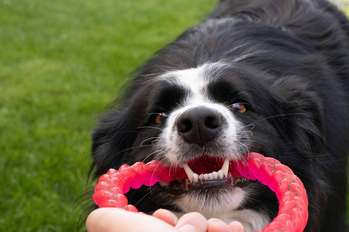 A broken glass toy showing sharp edges on the floor