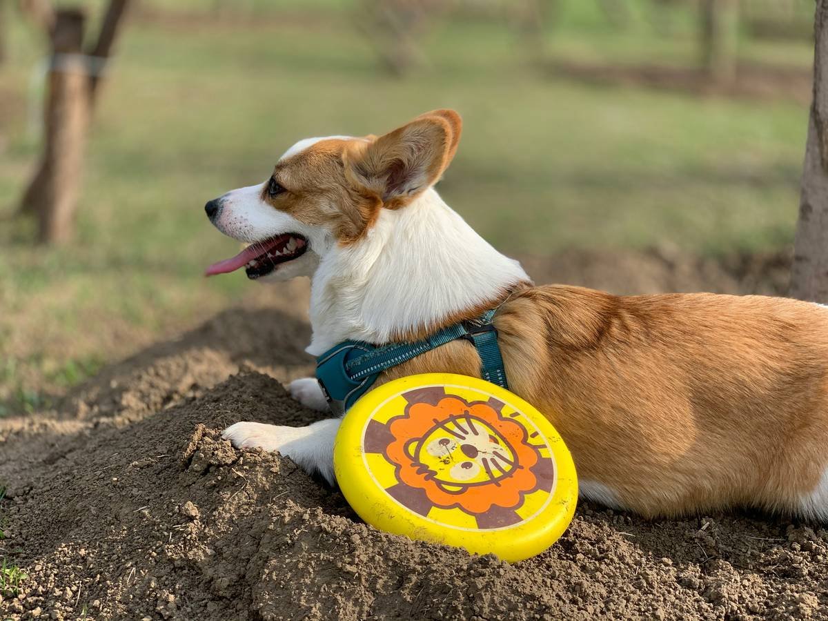 A dog playing with a round glass toy outdoors
