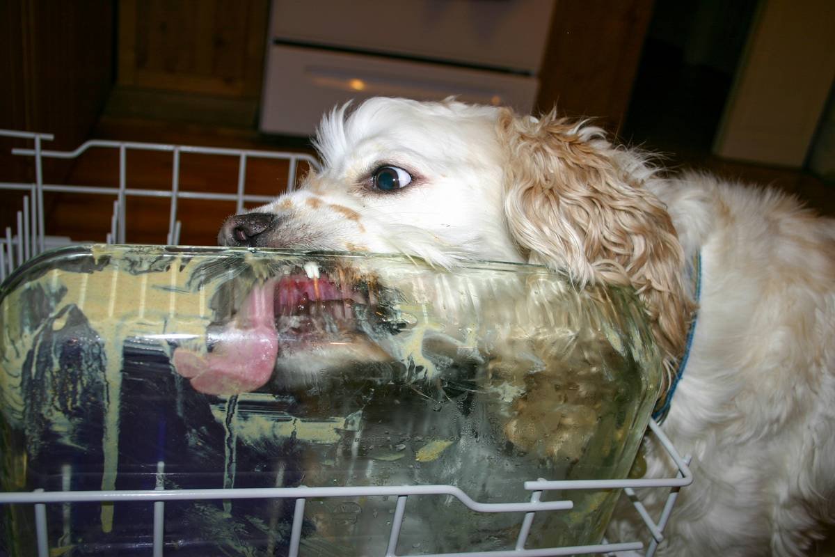 A golden retriever wagging its tail next to shiny glass toys.