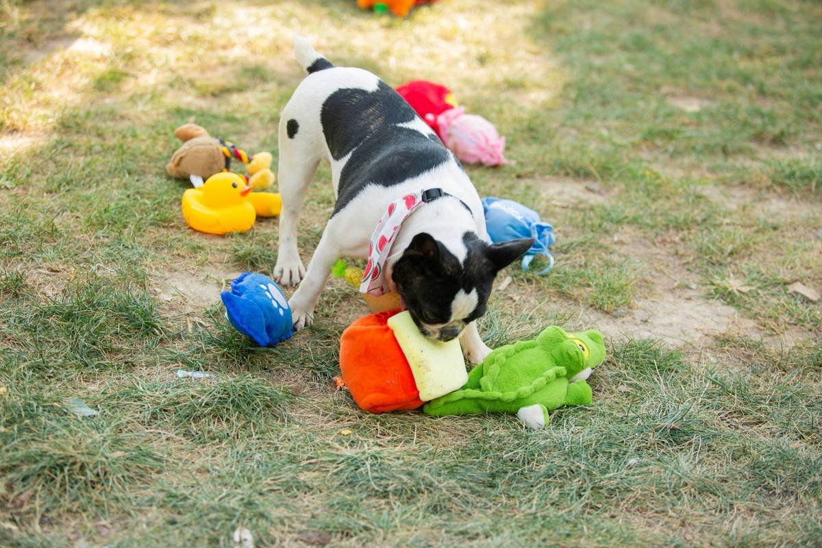 A pile of destroyed pet toys after heavy chewing.