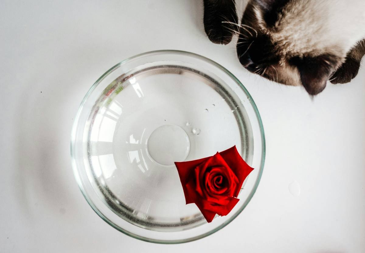 A playful Siamese cat batting a shiny glass orb across the living room floor.