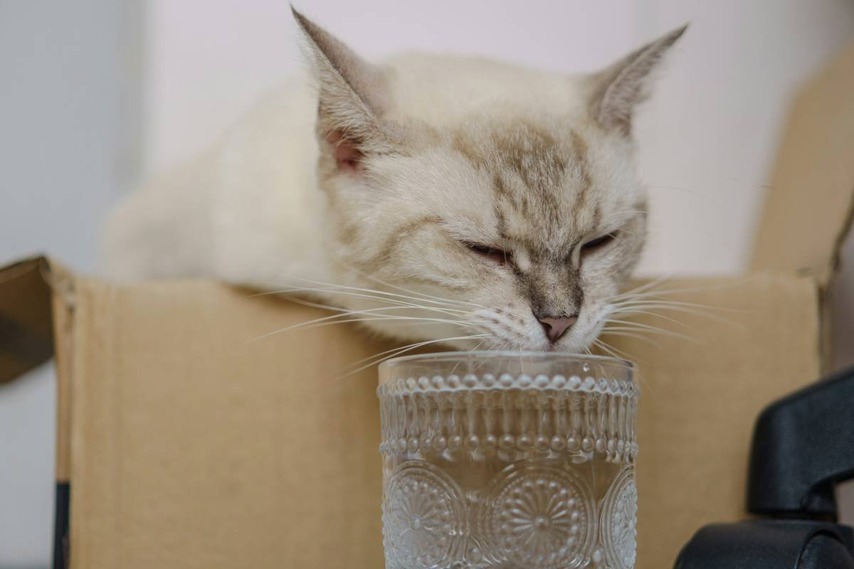 A torn-up bright green plastic pet toy on the floor.