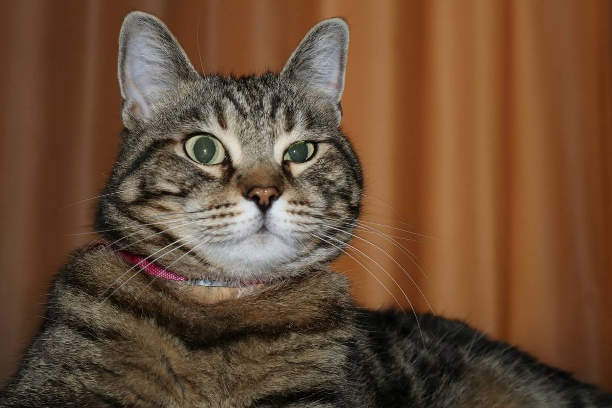 Close-up view showing smooth versus rough glass textures for pet toys