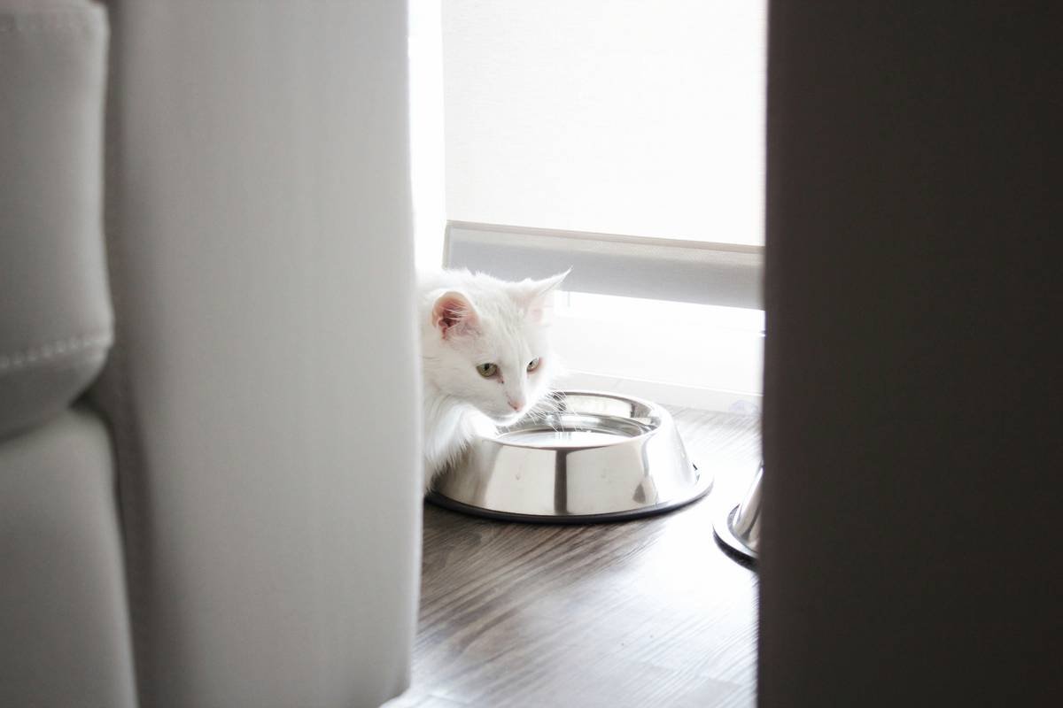 Glass Toy Modern Look: Elevating Your Pet's Playtime Experience
