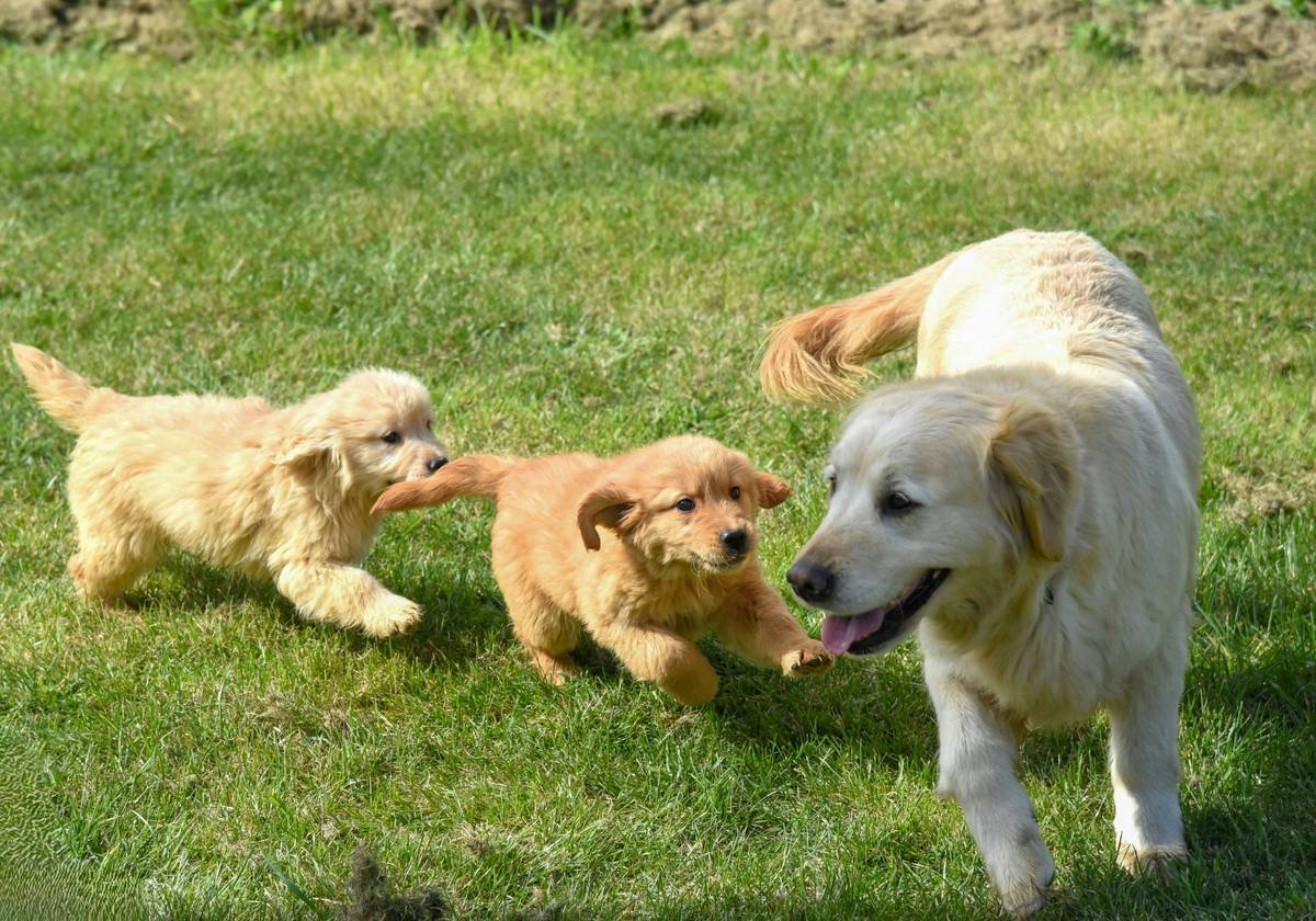 How to Master the Ultimate Glass Toy Cleaning Hack: Your Pet’s Playtime Just Got Safer
