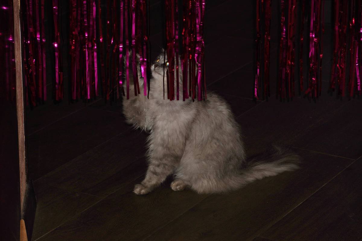 A dog playing with a colorful glass toy in sunlight