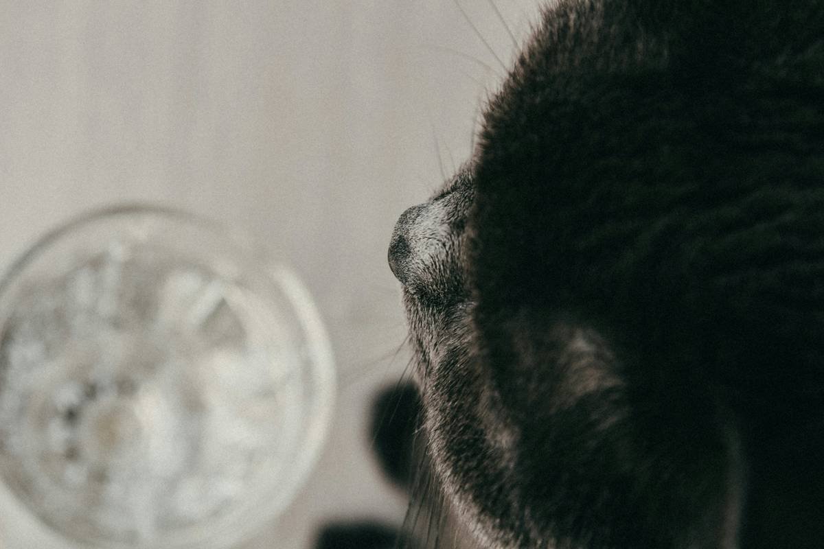 Side-by-side comparison showing dull rubber toys versus elegant glass toys