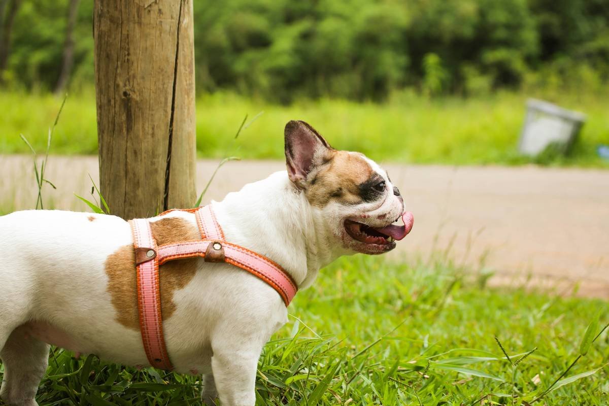 Why Glass Toy Stress Resistance is a Game-Changer for Your Pet’s Playtime