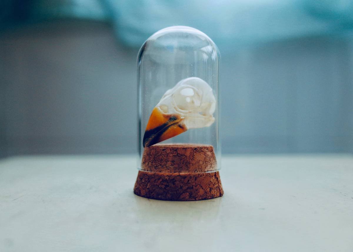 A collage showing cats and dogs enjoying different types of glass toys