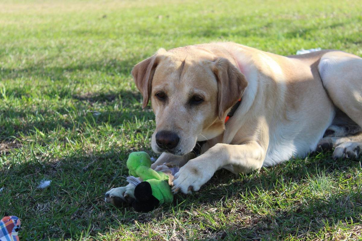 A cracked glass pet toy showing potential hazards