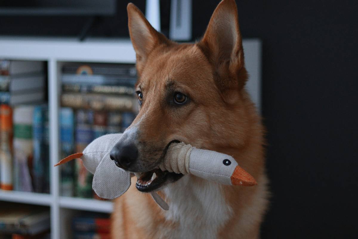 A transparent glass chew toy designed for pets