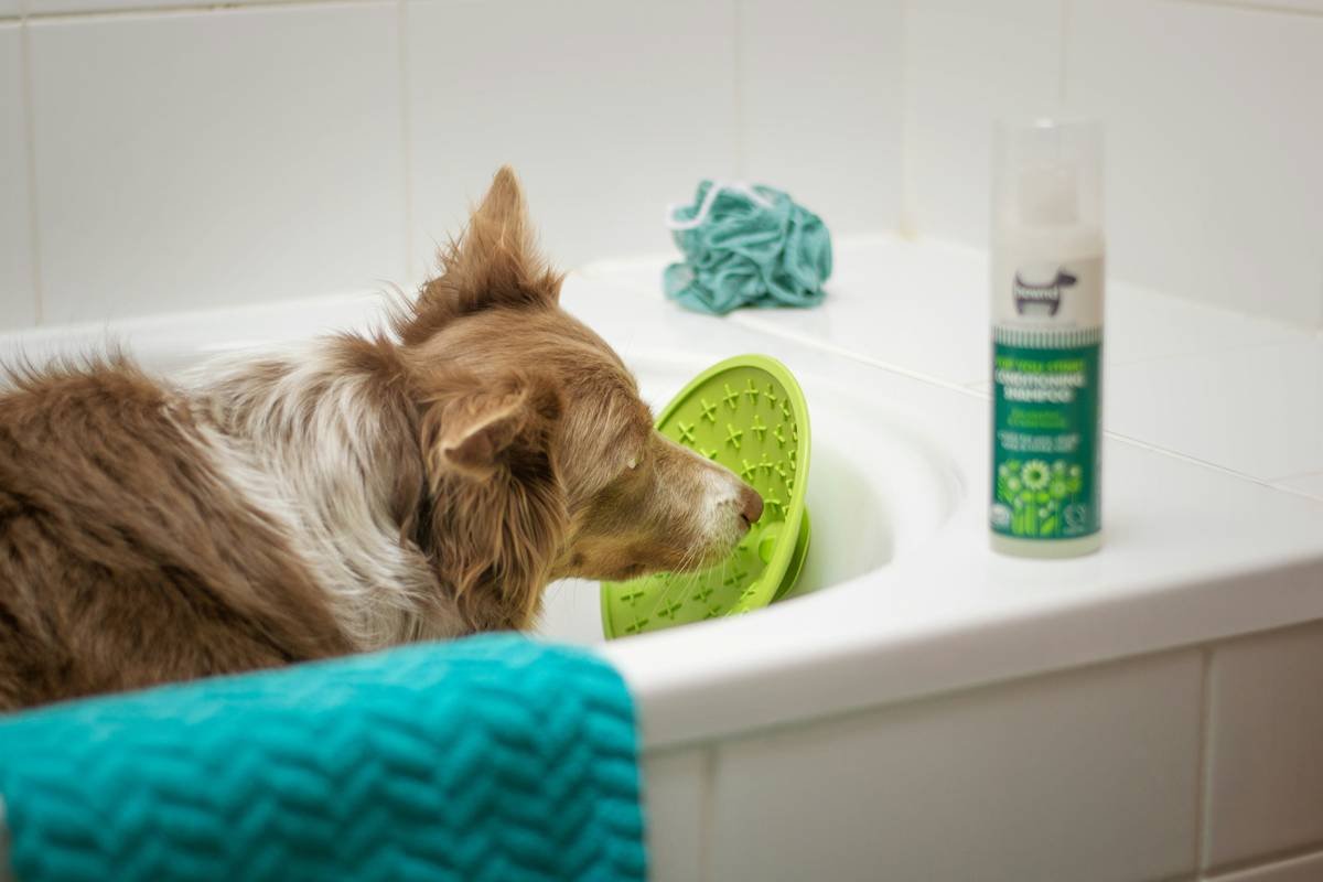The Ultimate Guide to Glass Pet Toy Scrub: Keeping Your Pet's Toys Sparkling Clean